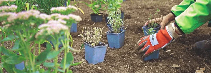 Person bepflanzt Beet mit Gartenhandschuhen